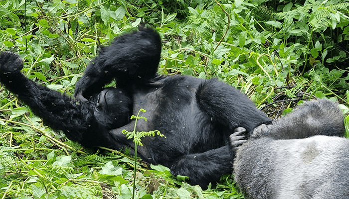 Gorilla trekking rwanda