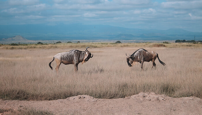 Amboseli park