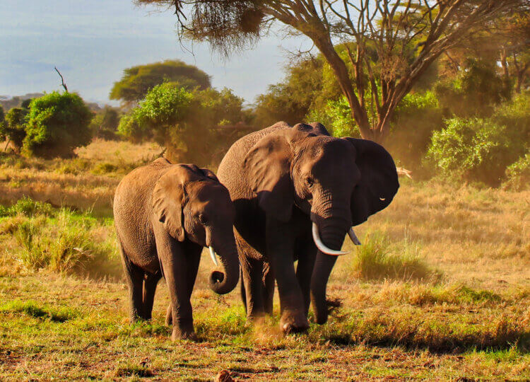 Thema-avond Kenia en Tanzania