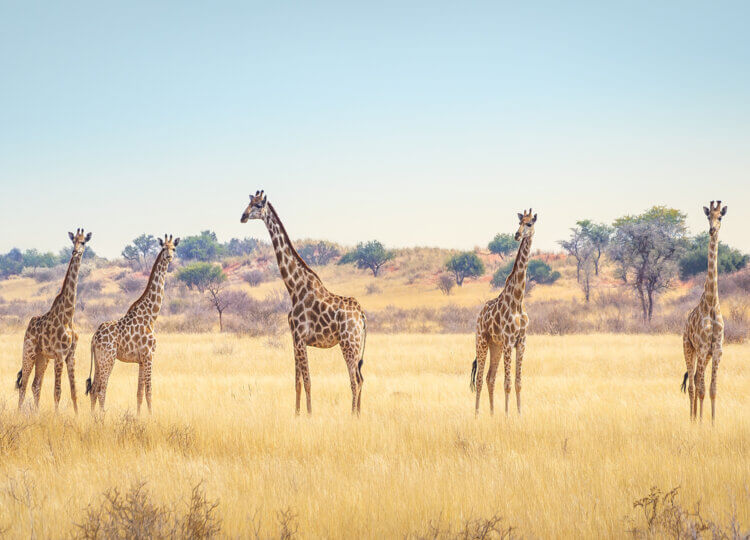 Vakantie naar Zuid-Afrika