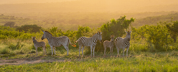 vakantie naar Zuid-Afrika