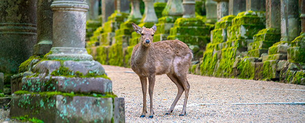 Vakantie naar Japan