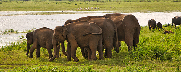 Vakantie naar Sri Lanka